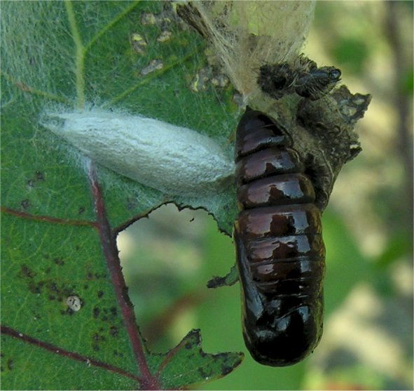 larve di lepidottero defoliatore: Clostera anastomosis